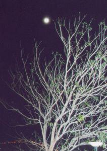 white tree moon